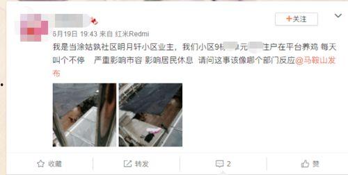 爆料养鸡套路视频播放下载,视频播放下载背后的真相曝光  第1张