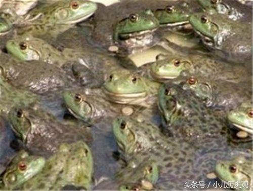 牛蛙饲养爆料视频教程图片,揭秘视频教程与图片解析  第3张